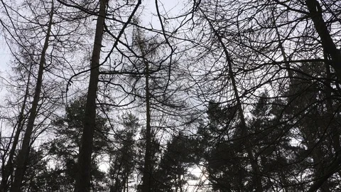 Wind blowing the trees Vídeo Stock 126075171