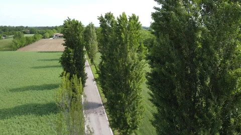 Wind blowing on trees 스톡 동영상 154772359