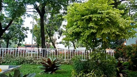 The wind blowing on the trees Stock Footage 235796300