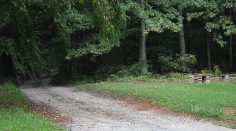 Wind blowing trees in forested area Stock Footage 44444318