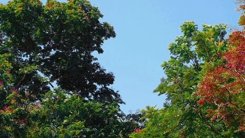 The wind is blowing trees in the park on summer holiday Stock Footage 112601257