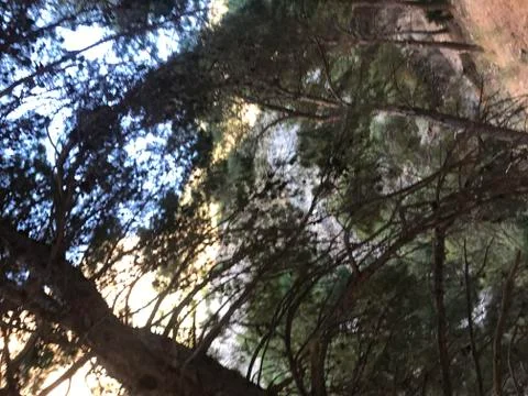 Wind blowing to the trees Stock Photos