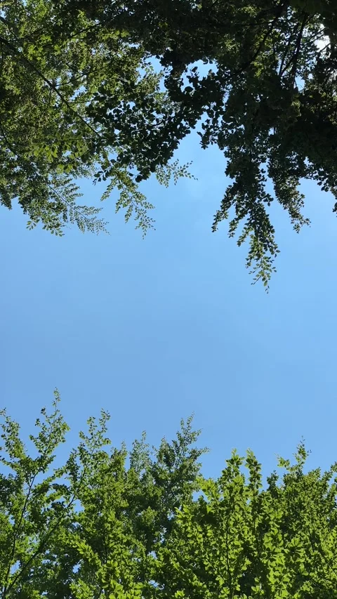 Wind blowing treetop leaf, clear blue sky background, Stock Footage 249317081