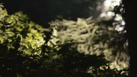 Wind blowing vegetation in SLOMO Video stock 127805256