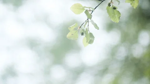 Wind blowing vibrant leaves Stock Footage 62955883