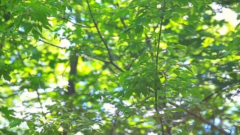 Wind blowing vibrant leaves Stock Footage 77018971