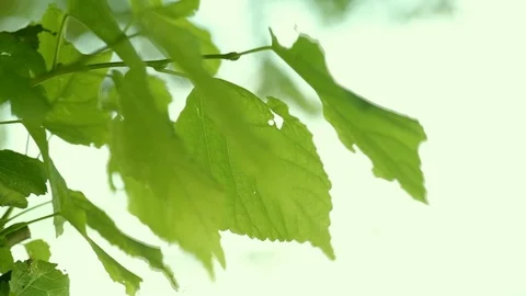 Wind blowing vibrant leaves Vidéo 94100535