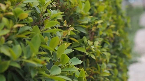 Wind Blowing Vibrant Leaves. Stock Footage 108769574