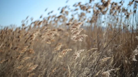 Wind blowing in the Water Reed Stock Footage 103065712