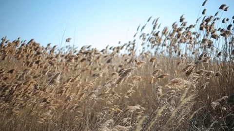 Wind blowing in the Water Reed Stock Footage 103076748