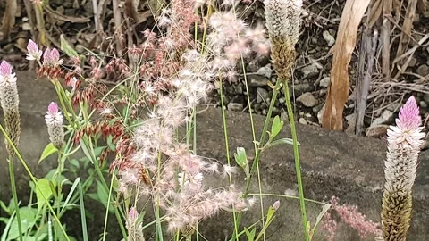 Wind blowing weeds on the side of the road Stock Footage 303046930
