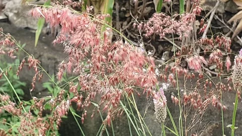 Wind blowing weeds on the side of the road Stock Footage 303047306