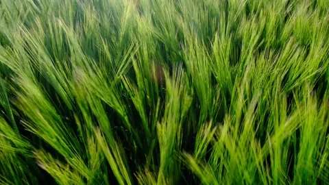 Wind Blowing In A Wheat Field Stock Footage 196619076