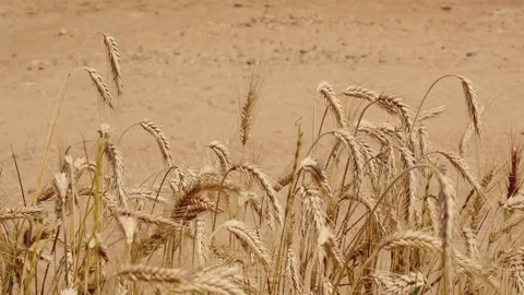 Wind blowing at wheat spikelets on the field near the sandy dirty country road Stock Footage 158257519