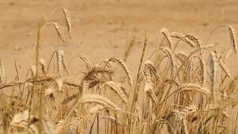 Wind blowing at wheat spikelets on the field near the sandy dirty country road Stock Footage 158257551