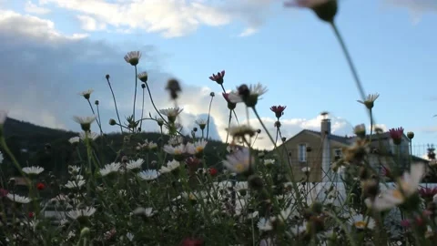 The wind is blowing wild daisies Stock Footage 234023795