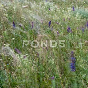 Wind blowing. wild flowers and grass mowing at windy summer field Stock Photos