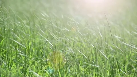 Wind blowing a wild grass with flare for natures concept Stock Footage 80069139