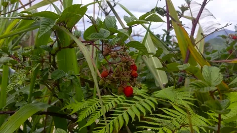 Wind blowing on a wild red strawberry Stock Footage 168278901