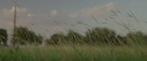 Wind blowing WS Stock Footage 278449745