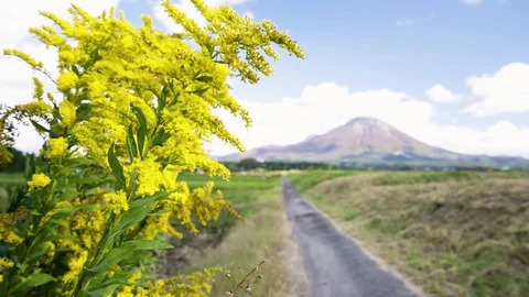 Wind Blowing Yellow Flowers in Foreground with Daisen Mountain Landscape Stock Footage 128943859
