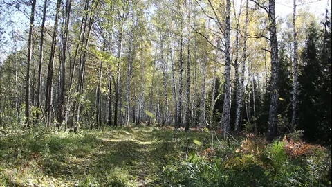 Wind blowing yellow leaves of trees in the forest in autumn Stock Footage 80632662