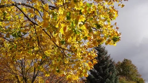 Wind blowing yellow leaves on trees with cloudy sky behind Stock Footage 292700945