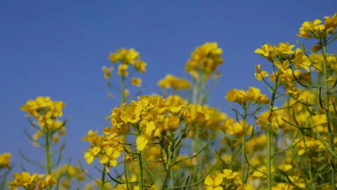 Wind blowing on yellow mustard flowers with seeds and stem Stock Footage 287549562
