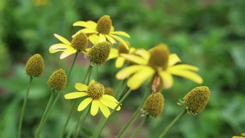 Wind blowing yellow pollen and bloom flower black eyed susan in flower garden Stock Footage 153520378