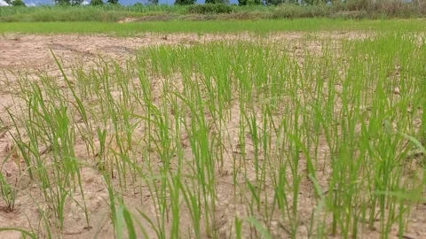 Wind blowing young rice plants in dry soil during a drought Video stock 336534093