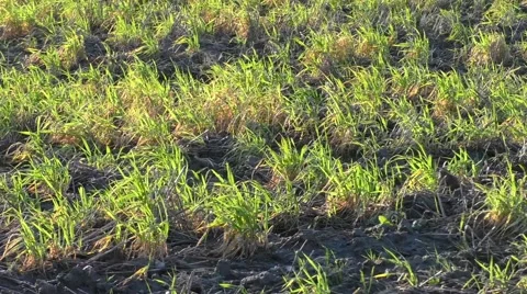 Wind blowing young wheat seedlings in farmers field Video stock 45906105