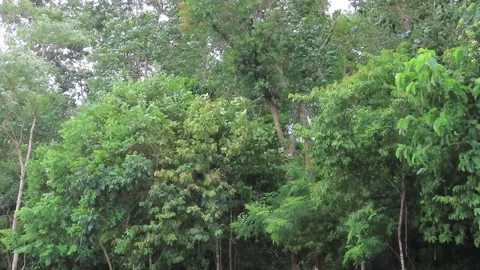 The wind is blowing,thunder stom Video stock 252960426