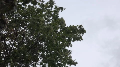 Wind Blown branches of a Maple Tree Stock Footage 55489375