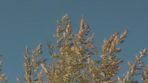 Wind blown bush CR Stock Footage 530752