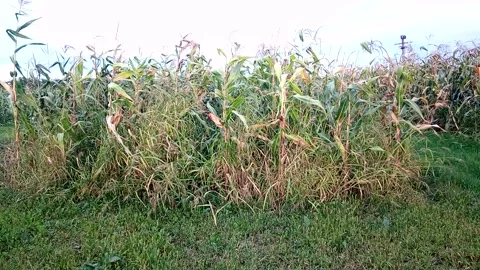 Wind-blown cornfield in Romania Stock Footage 161102775