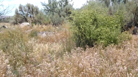 Wind blown desert grass and sagebrush Stock Footage 39948395