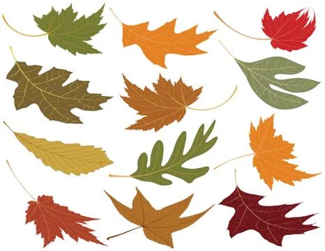 Wind blown fall leaves Illustration