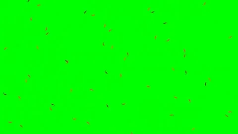 Wind blown falling orange autumn leaves on green screen Video stock 343496247