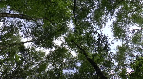 Wind Blown Forest Canopy Video stock 49999168