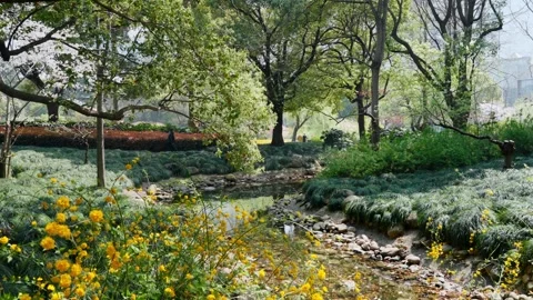 Wind blown forests, streams, wildflowers, and green grass Stock Footage 319434586
