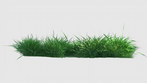 Wind Blown Grass Alpha Seamless Loop Stock Footage 318714267