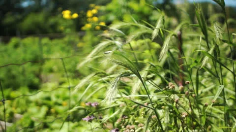 Wind blown grass ears Stock Footage 25950759