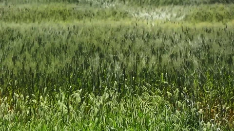 Wind Blown Grass Video stock 333349180