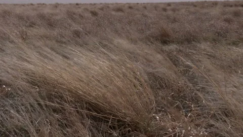 Wind blown grass on the prairie waving vigorously in the force of the wind, 4K. Stock Footage 246881234