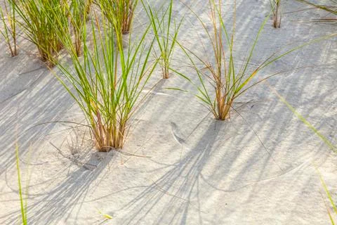 Wind blown grass on sand dune Stock Photos