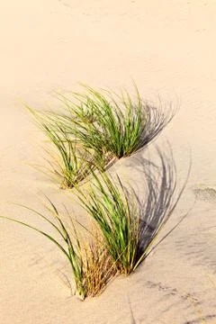 Wind blown grass on sand dune Foto stock
