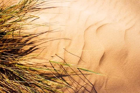 Wind blown grass on sand dune. Stock Photos