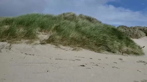Wind blown grasses on Dunes Stock Footage 153930761