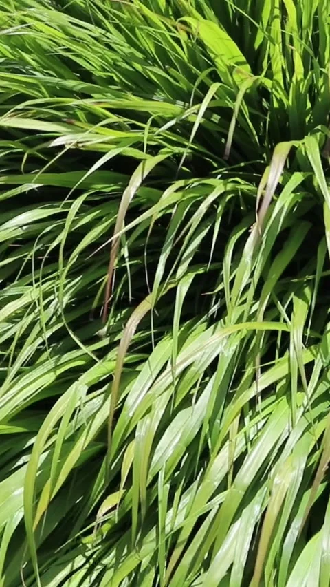 Wind blown green grass at the meadow vertical video Stock Footage 279255102