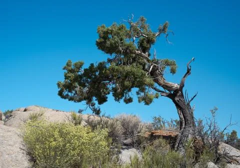 Wind Blown Juniper 库存照片